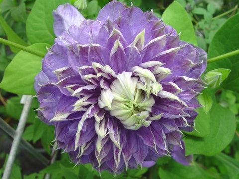 Photo of Clematis Blue Light™ uploaded by Joy