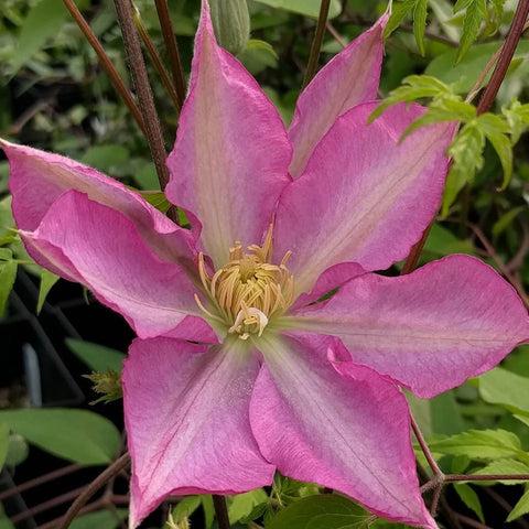 Photo of Clematis 'Asao' uploaded by Joy