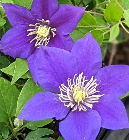 Photo of Clematis Olympia™ uploaded by Joy