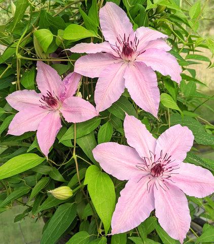 Photo of Clematis 'Harmony' uploaded by Joy