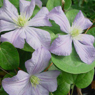 Photo of Clematis 'Prince Charles' uploaded by Joy