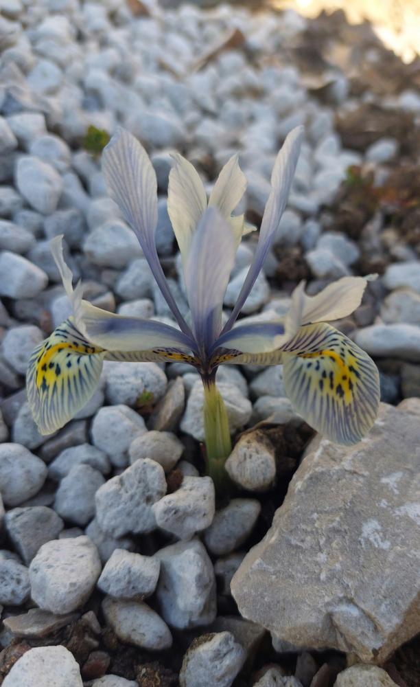 Photo of Reticulated Iris (Iris 'Katharine Hodgkin') uploaded by ASalafaDeri