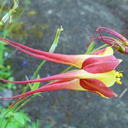 Location: Riverview, Robson, B.C.
Date: 2009-06-12
Lo-ong tailed Aquilegia Koralle.