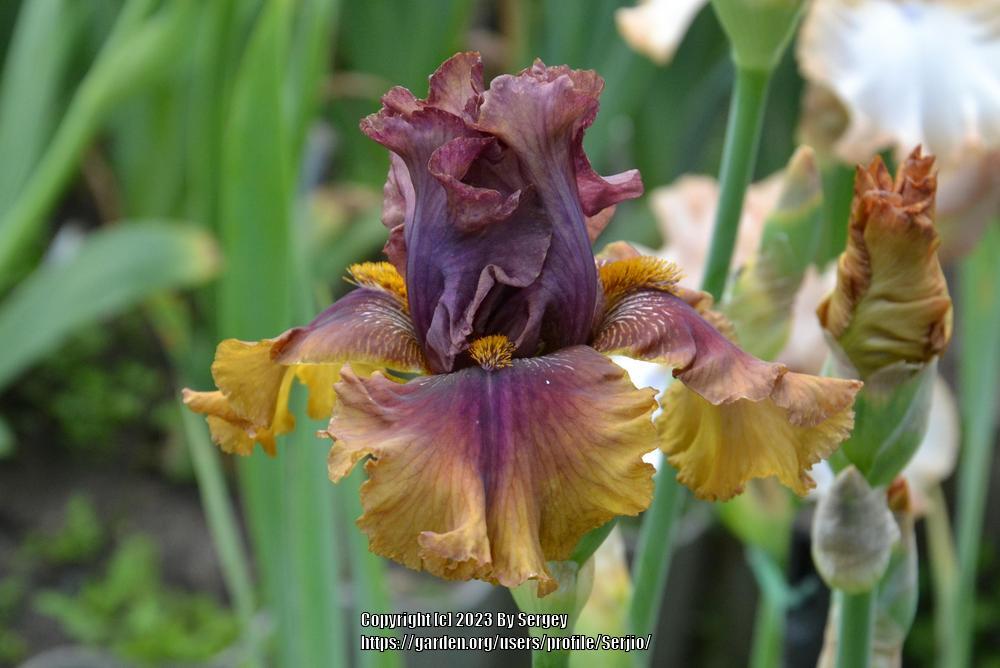 Photo of Tall Bearded Iris (Iris 'Harvest Maiden') uploaded by Serjio