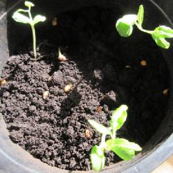 Location: indoors Toronto, Ontario
Date: 2023-02-21
Quince (Cydonia oblonga) seedlings.