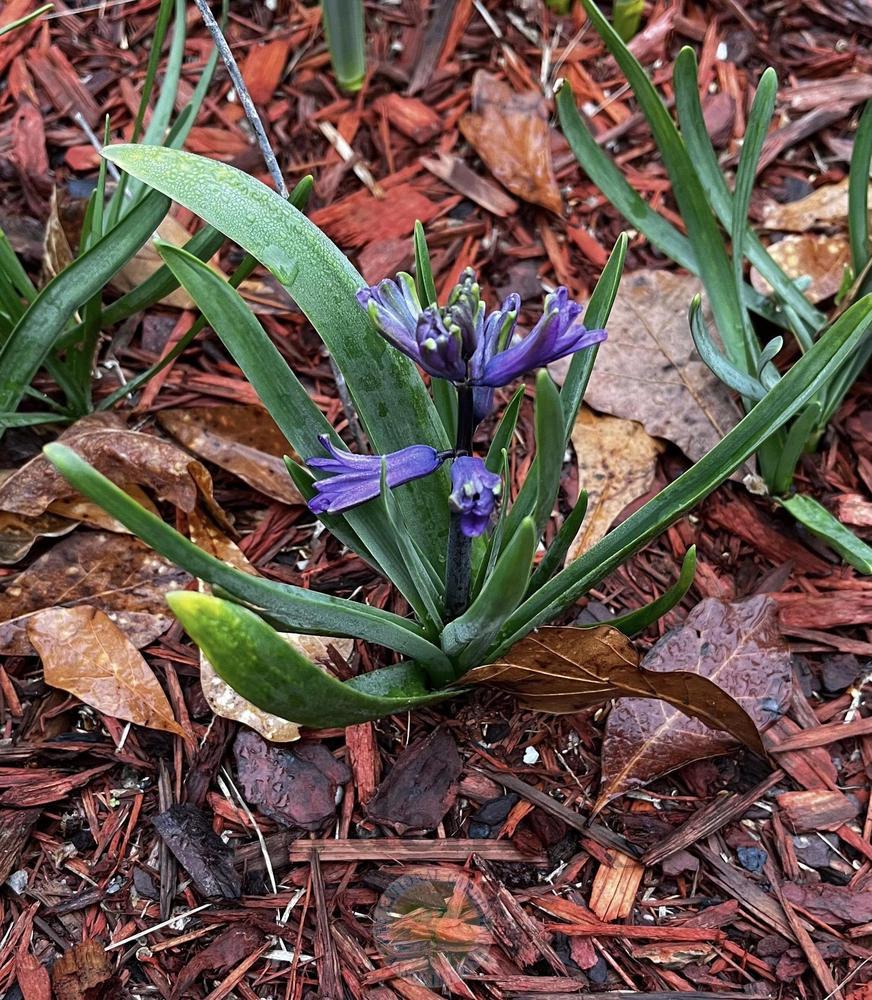 Photo of Hyacinths (Hyacinthus) uploaded by Hamwild