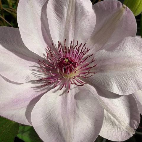 Photo of Clematis 'Dawn' uploaded by Joy