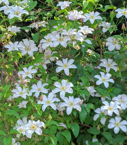 Photo of Clematis (Clematis viticella 'Huldine') uploaded by Joy