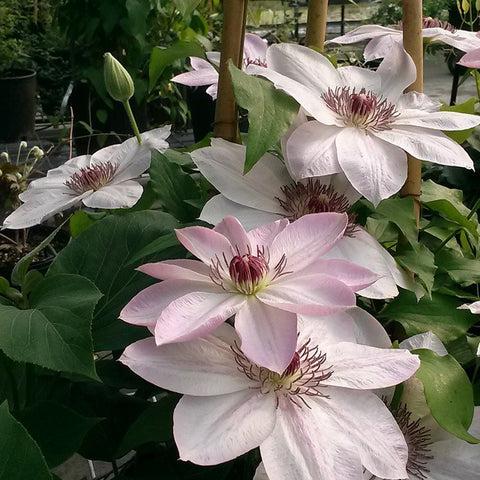 Photo of Clematis 'Dawn' uploaded by Joy