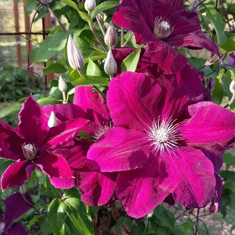 Photo of Clematis 'Rouge Cardinal' uploaded by Joy