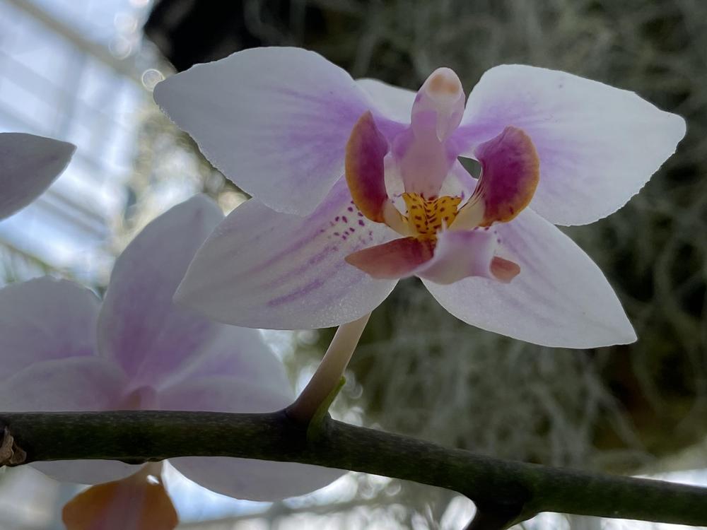 Photo of Moth Orchid (Phalaenopsis) uploaded by SL_gardener