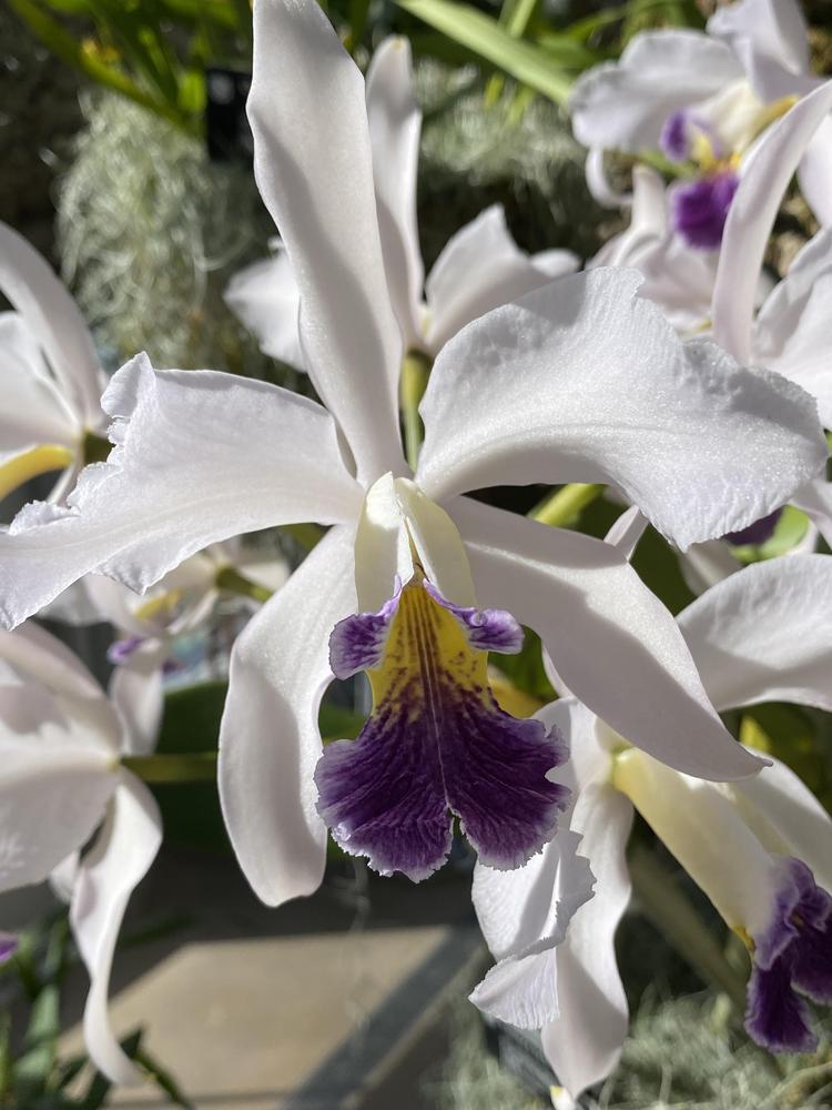 Photo of Orchid (Cattleya) uploaded by SL_gardener
