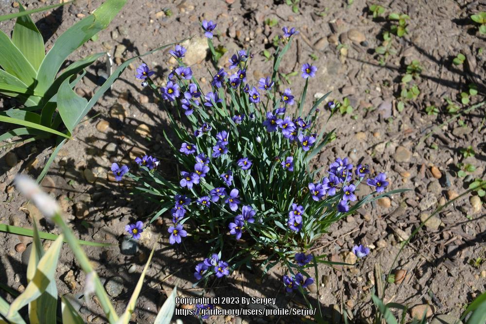 Photo of Narrowleaf Blue-Eyed Grass (Sisyrinchium angustifolium) uploaded by Serjio