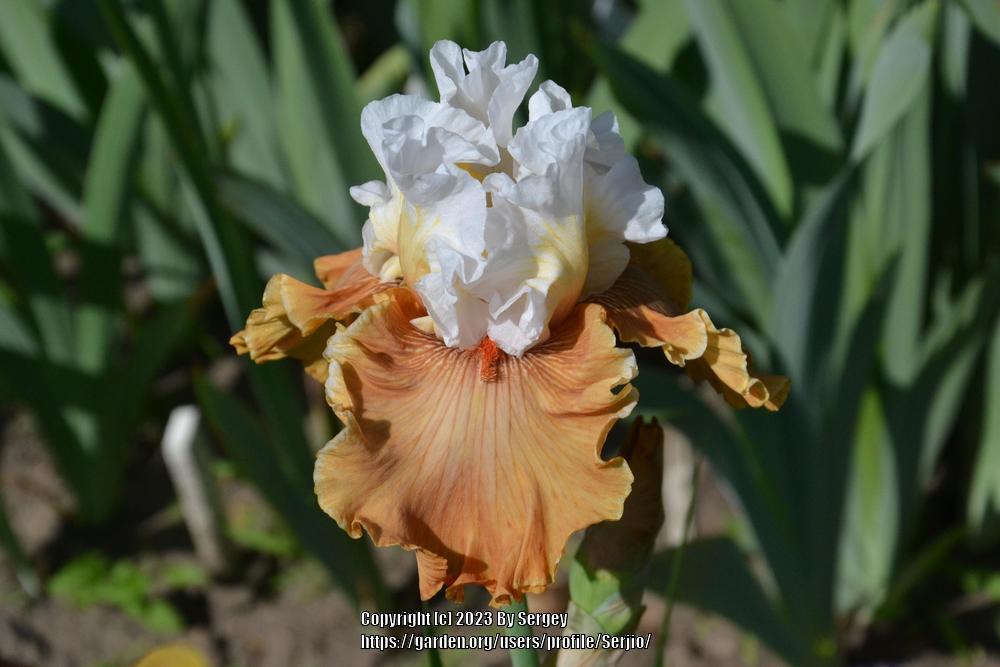 Photo of Tall Bearded Iris (Iris 'Ginger Ice') uploaded by Serjio