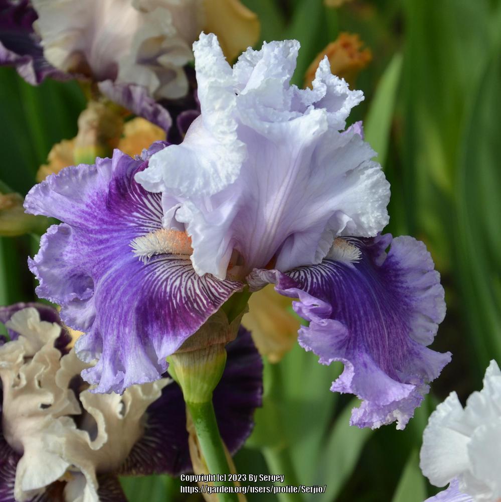 Photo of Tall Bearded Iris (Iris 'Frill of It All') uploaded by Serjio
