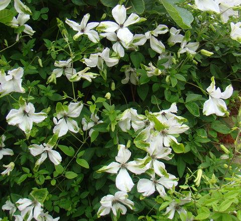 Photo of Clematis (Clematis viticella 'Alba Luxurians') uploaded by Joy