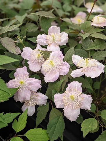Photo of Clematis (Clematis montana 'Mayleen') uploaded by Joy