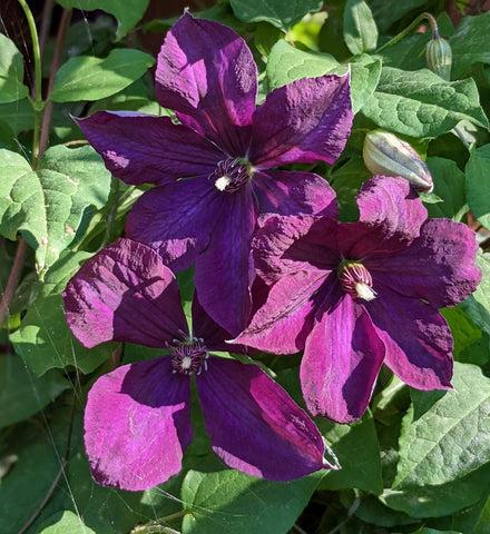 Photo of Clematis 'Negritianka' uploaded by Joy
