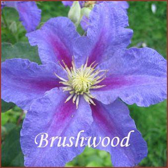Photo of Clematis 'Ristimagi' uploaded by Joy