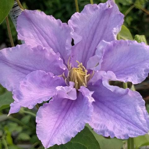 Photo of Clematis 'Will Goodwin' uploaded by Joy