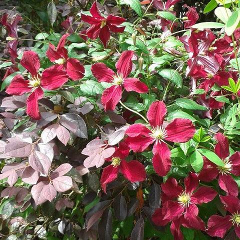 Photo of Clematis Burning Love™ uploaded by Joy