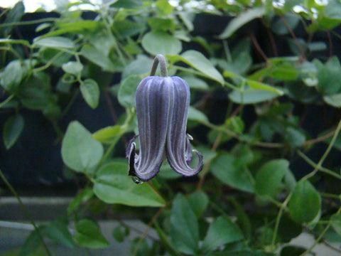 Photo of Clematis (Clematis pitcheri) uploaded by Joy