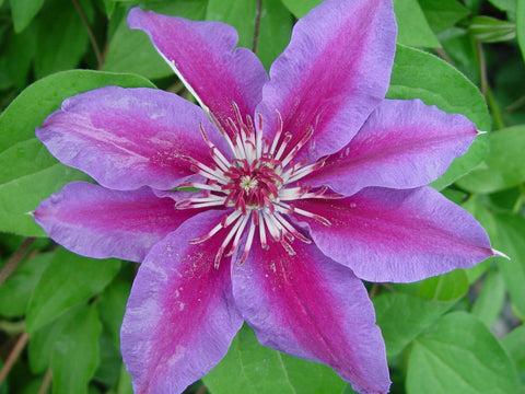 Photo of Clematis 'Fireworks' uploaded by Joy