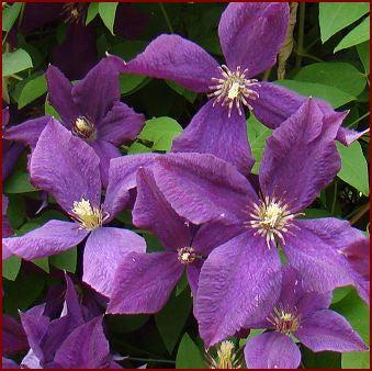 Photo of Clematis (Clematis viticella 'Polish Spirit') uploaded by Joy