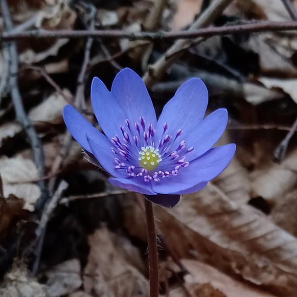 Photo of Hepatica transsilvanica uploaded by PaleoTemp