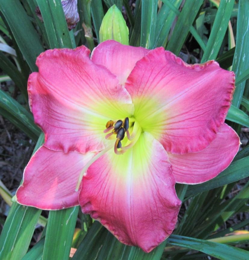 Photo of Daylily (Hemerocallis 'Down Home') uploaded by Sscape