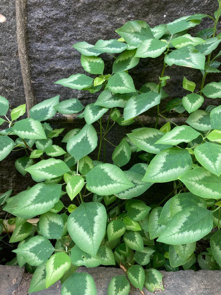 Photo of Euphorbia (Euphorbia graminea) uploaded by vmariah