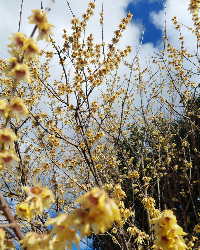 Photo of Fragrant Wintersweet Tree (Chimonanthus praecox) uploaded by ASalafaDeri