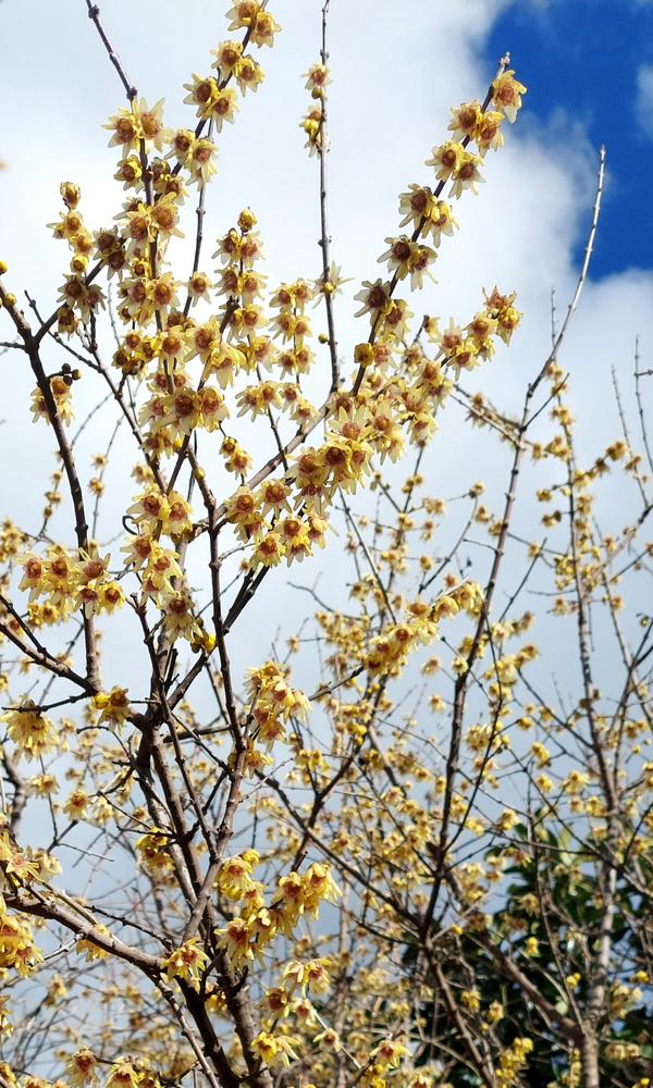 Photo of Fragrant Wintersweet Tree (Chimonanthus praecox) uploaded by ASalafaDeri
