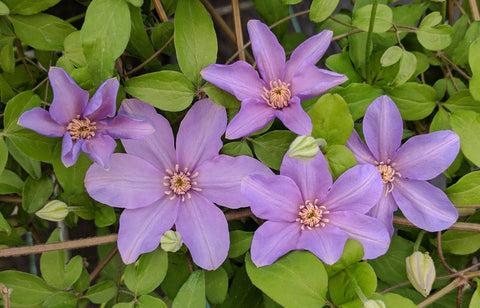 Photo of Clematis Sugar-Sweet Lilac™ uploaded by Joy
