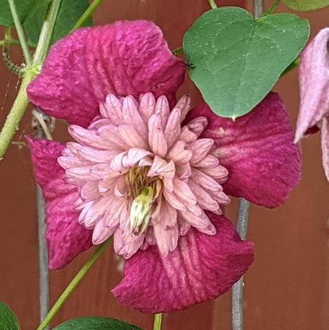 Photo of Clematis Avant-Garde™ uploaded by Joy