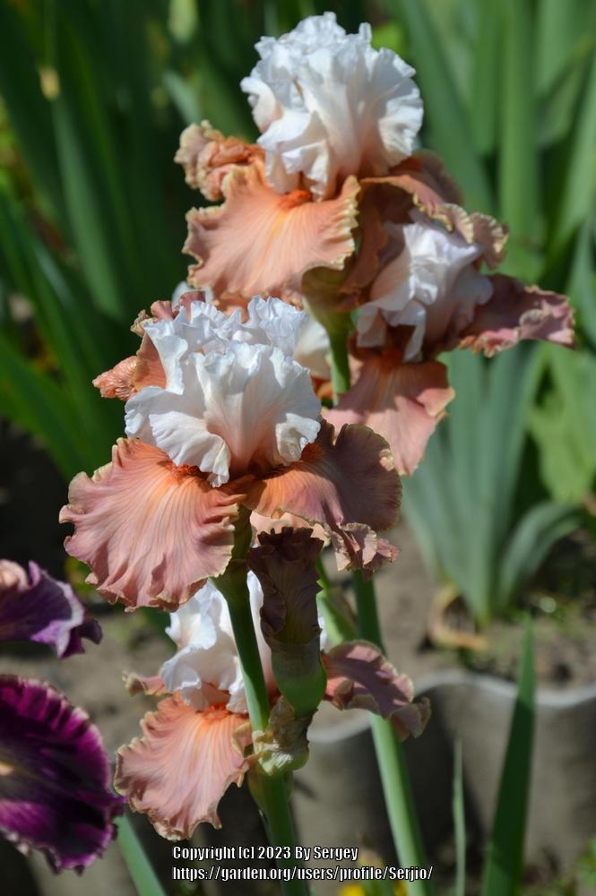 Photo of Tall Bearded Iris (Iris 'Emblematic') uploaded by Serjio