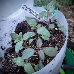Location: Ann Arbor, Michigan
Date: 2022-05-17
Madame Butterfly snapdragon seedlings May 2022