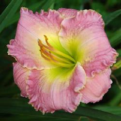 Location: Nashville, TN
Date: 2022-08-02
Rebloom flower in August!  Zuzu's Treasure has rebloomed here for