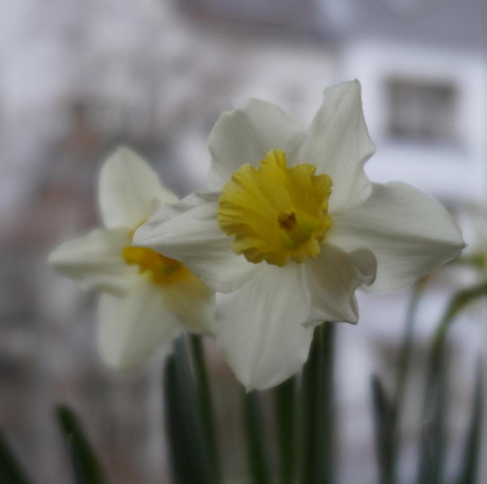 Photo of Large-Cupped Daffodil (Narcissus 'Ice Follies') uploaded by D3LL