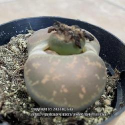Location: My garden in Tampa, Florida
Date: 2023-02-25
Seedpod of my DD’s lithops.