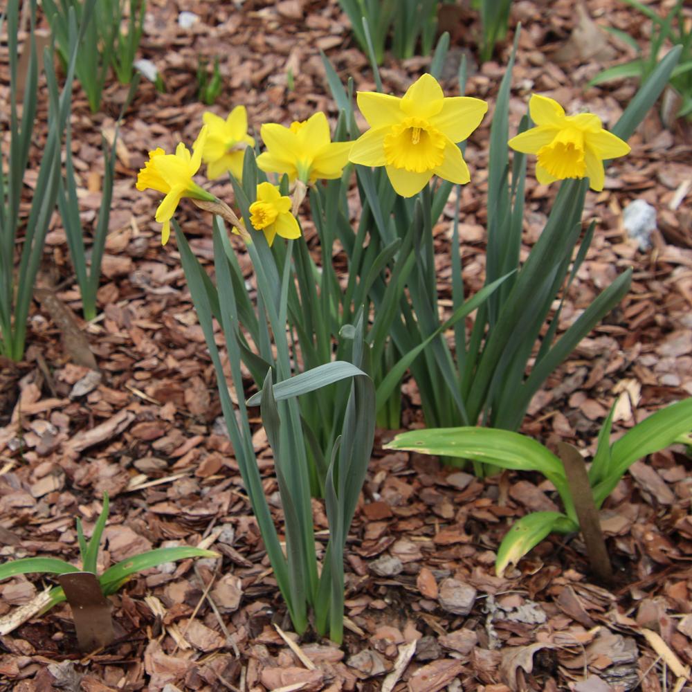 Photo of Large-cupped Daffodil (Narcissus 'Carlton') uploaded by LoriMT