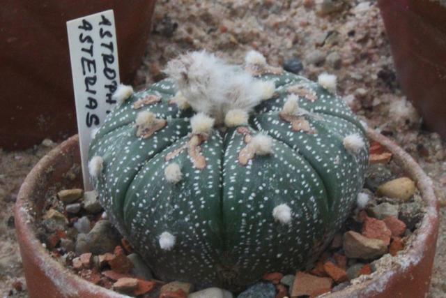 Photo of Texas Star Cactus (Astrophytum asterias) uploaded by RuuddeBlock