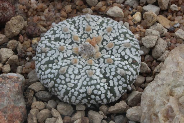 Photo of Texas Star Cactus (Astrophytum asterias) uploaded by RuuddeBlock