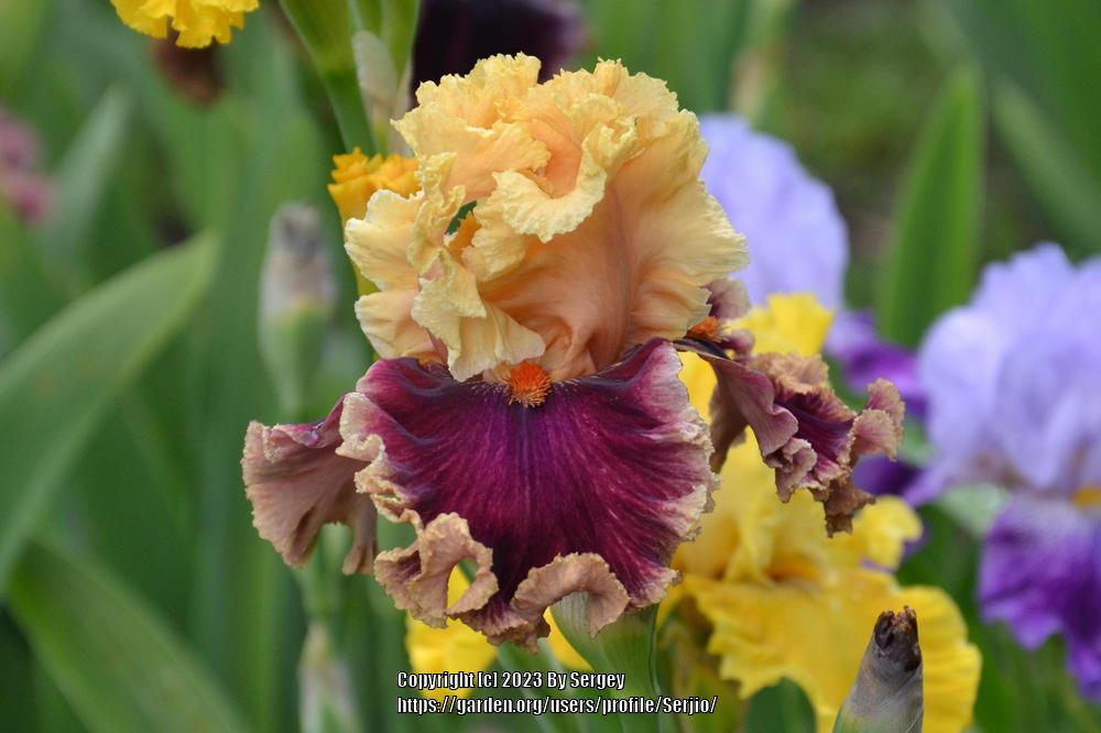 Photo of Tall Bearded Iris (Iris 'Decadence') uploaded by Serjio