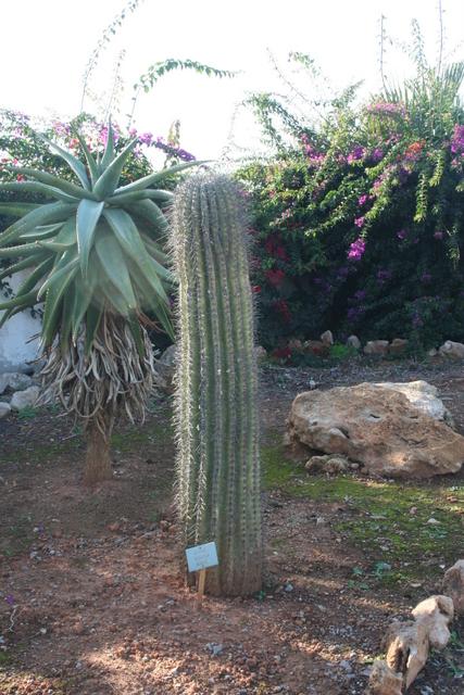 Photo of Saguaro (Carnegiea gigantea) uploaded by RuuddeBlock