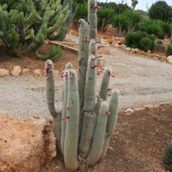 Location: Botanical Garden 'Botanicactus' - Mallorca
Date: 2011-05-02