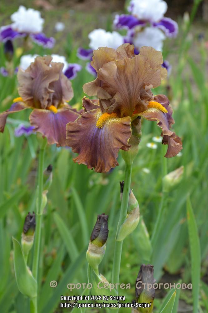 Photo of Tall Bearded Iris (Iris 'Cow Patty') uploaded by Serjio