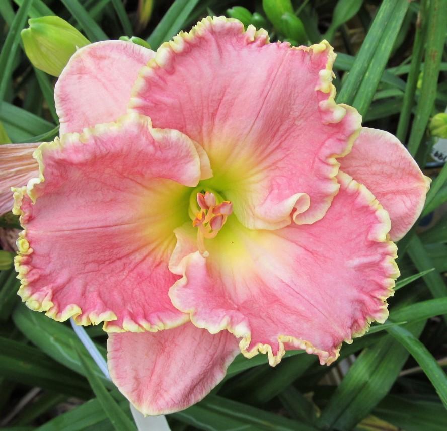 Photo of Daylily (Hemerocallis 'Shores of Time') uploaded by Sscape