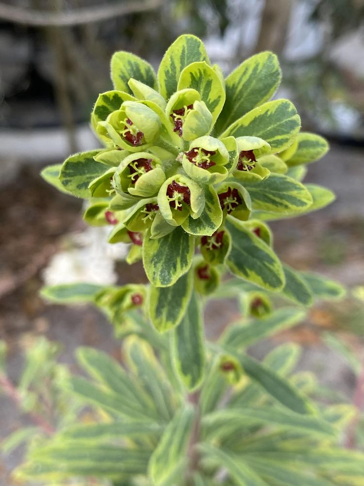 Photo of Euphorbia (Euphorbia x martini 'Ascot Rainbow') uploaded by aikenforflowers
