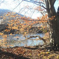 Location: Reading, Pennsylvania
Date: 2022-11-26
full-grown tree above Schuylkill River in November